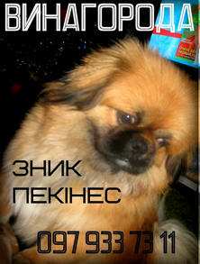Пропав пікінес!