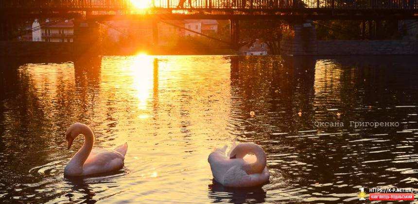 Лебеді на заході сонця
