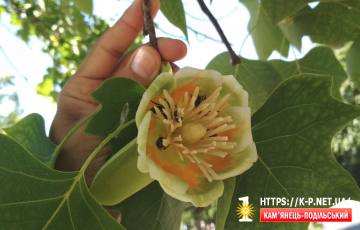 Тюльпанове дерево в Кам'янці