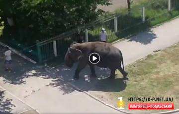 Слон на вулиці Кам'янця-Подільського