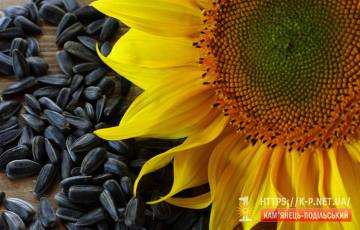Високоврожайні насіння соняшнику