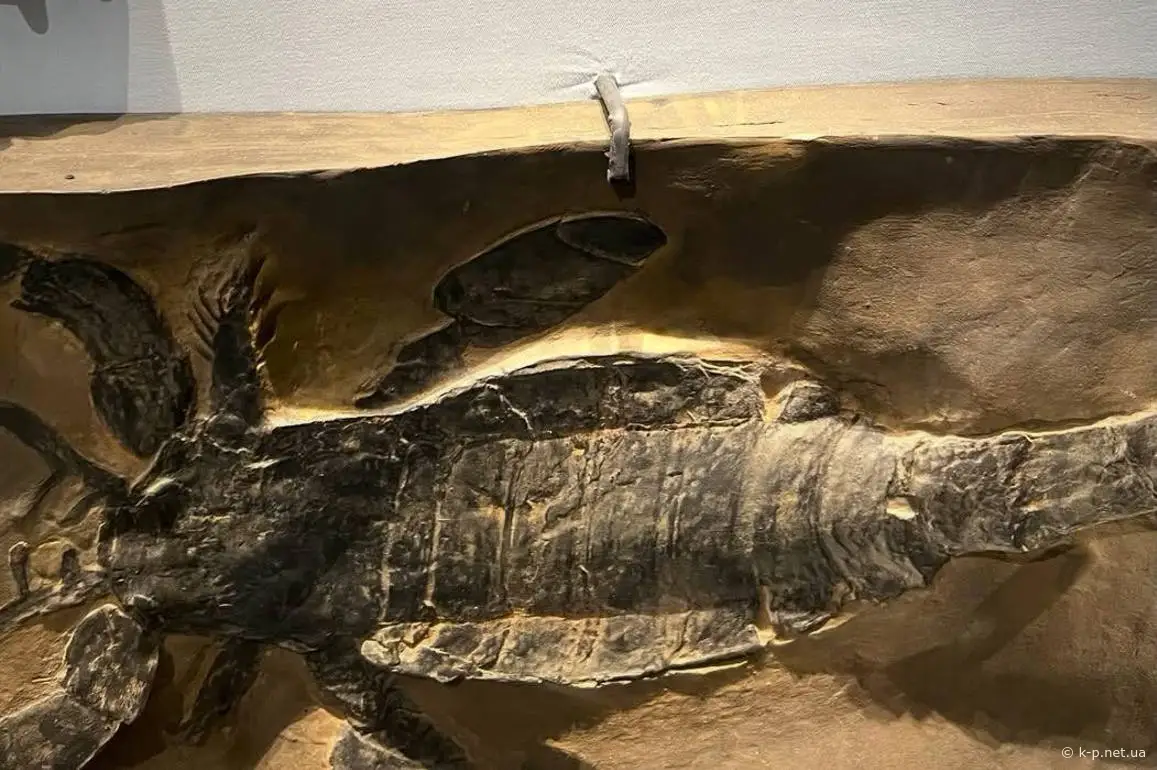 Доісторичний краб знайдений біля Кам'янця